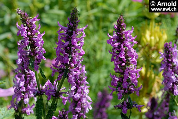Stachys Officinalis